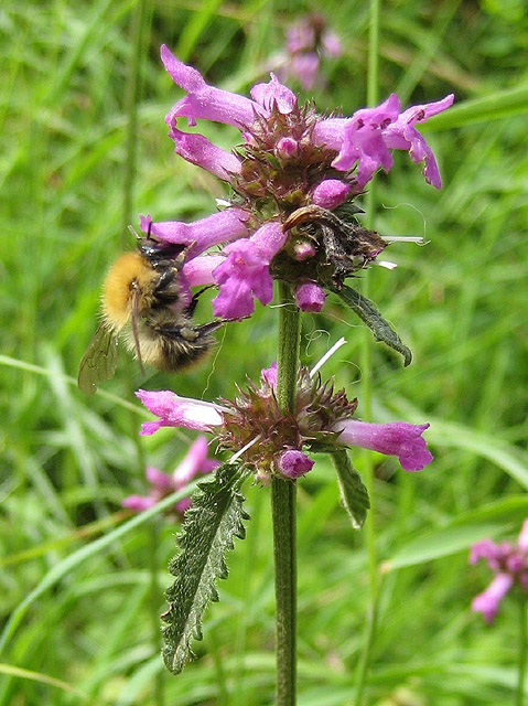 Purple-pink betony flower growing in grass, with a bumblebee feeding on the blossoms.
