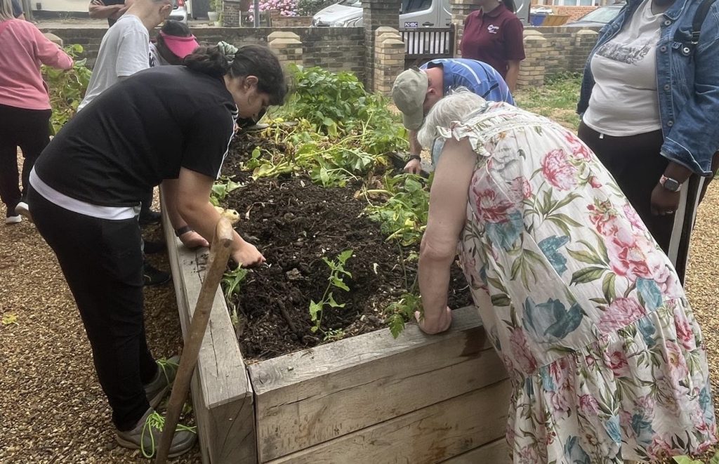 Group of people of different ages working together to harvest vegetables from a large raised garden bed.