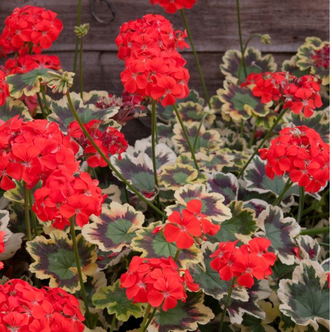 Vibrant red pelargonium flowers with striking variegated leaves in green, cream, and burgundy.