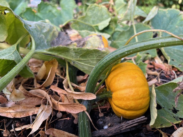 A small orange pumpkin growing on a vine close to the ground, surrounded by green leaves and fallen brown leaves.